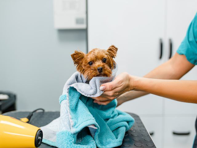 Dog Grooming Services in Cottingham